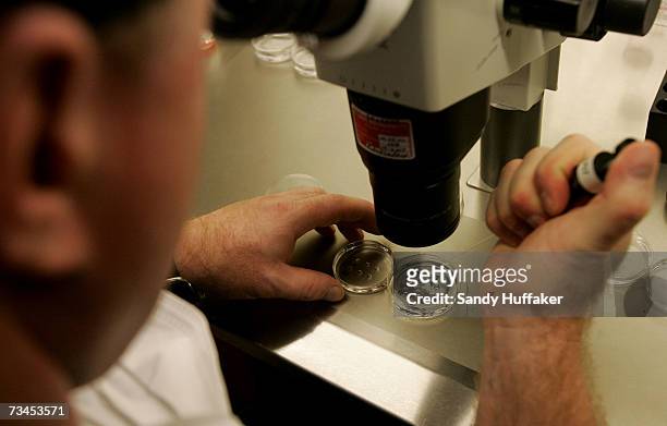 Embryologist Ric Ross examines a dish with human embryos under a microscope at the La Jolla IVF Clinic February 28, 2007 in La Jolla, California. The...