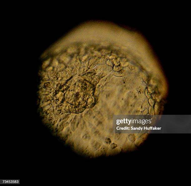 Embryo Disk Microscope Genetics Microscope Photos and Premium High Res Pictures - Getty Images