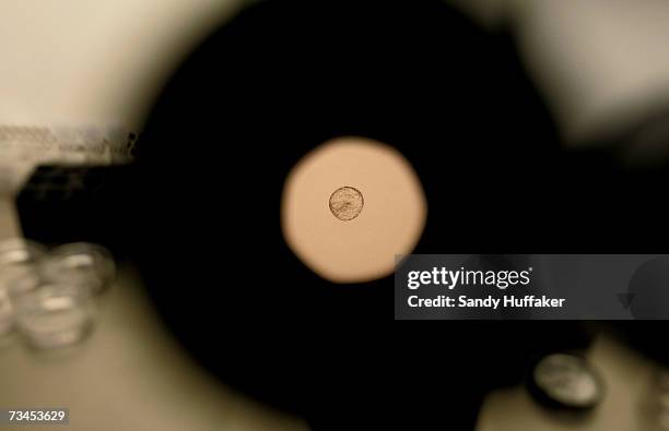 Donated human embryo is seen through a microscope at the La Jolla IVF Clinic February 28, 2007 in La Jolla, California. The clinic accepts donated...