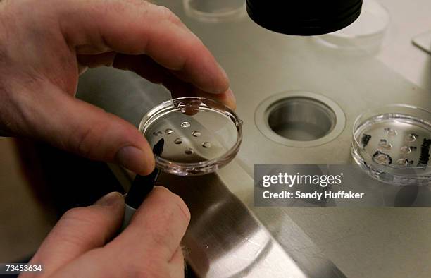 Embryologist Ric Ross holds a dish with human embryos at the La Jolla IVF Clinic February 28, 2007 in La Jolla, California. The clinic accepts...