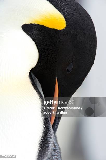 emperor penguin (aptenodytes forsteri), snow hill island, weddell sea, antarctica, polar regions - snow hill island photos et images de collection