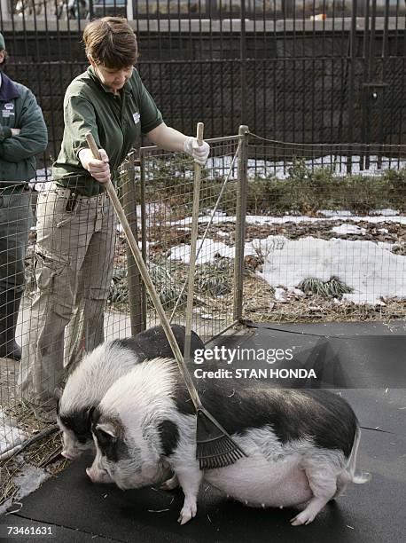 Pig Rake 76 Rake And Scrape Stock Photos, High-Res Pictures, and Images - Getty ...