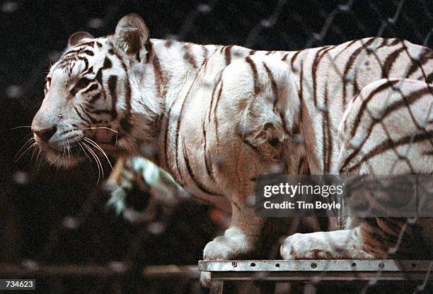 One of eight Royal Bengal tigers awaits an order from Sara, "The Tiger Whisperer," the 23-year-old star of Ringling Bros. And Barnum & Bailey Circus,...