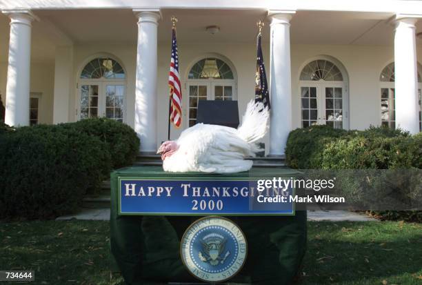 Turkey named Jerry sits on a table in the Rose Garden of the White House November 22, 2000 after President Bill Clinton granted the bird a...