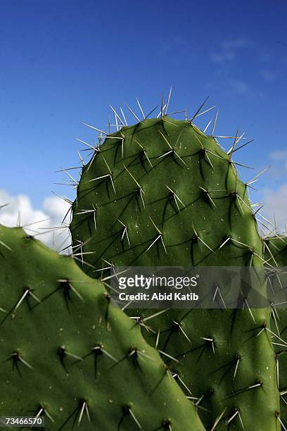 Prickly aloe is grown where heaps of rubble and debris of former Jewish houses and buildings were gathered for removal on March 1, 2007 in the former...