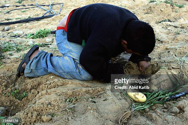 Poor Palestinian child collects grass and some remaining of potatoes from a harvested farm, near to heaps of rubble and debris of former Jewish...