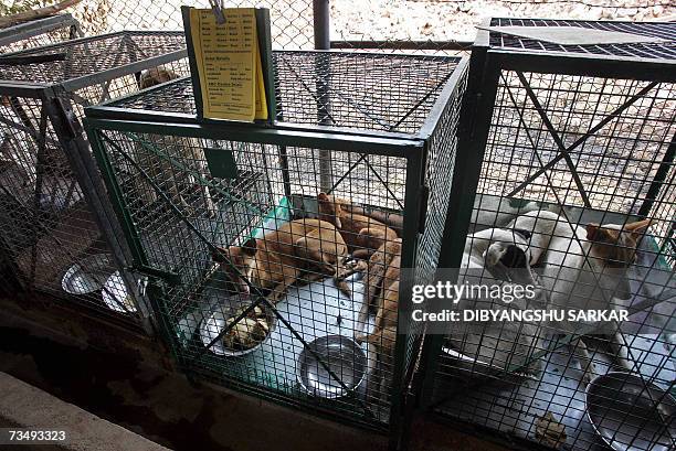 61 Pack Of Dogs Running Photos and Premium High Res Pictures - Getty Images 61 Pack Of Dogs Running Photos and Premium High Res Pictures - Getty Images