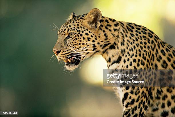 asian leopard - fauve photos et images de collection