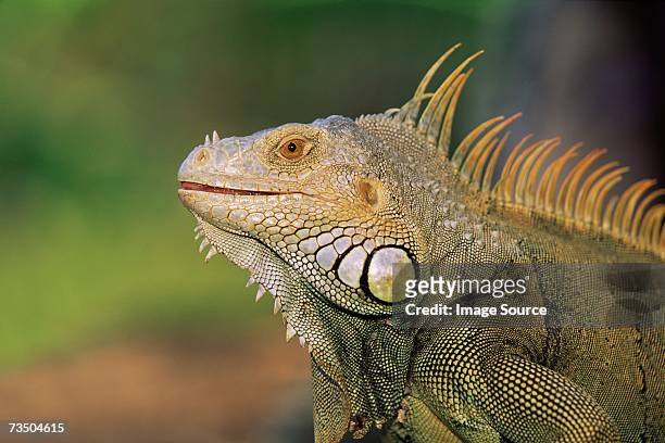 green iguana - iguana stock pictures, royalty-free photos & images