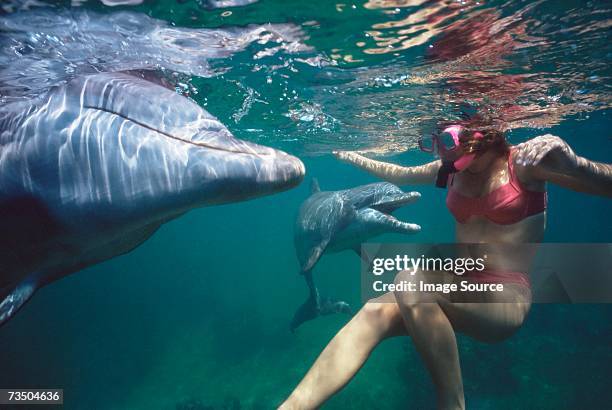 woman swimming with dolphins - swimming with dolphins stock pictures, royalty-free photos & images