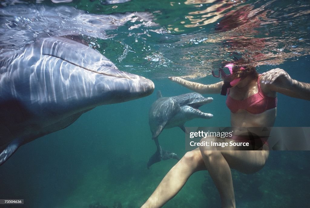 Woman swimming with dolphins