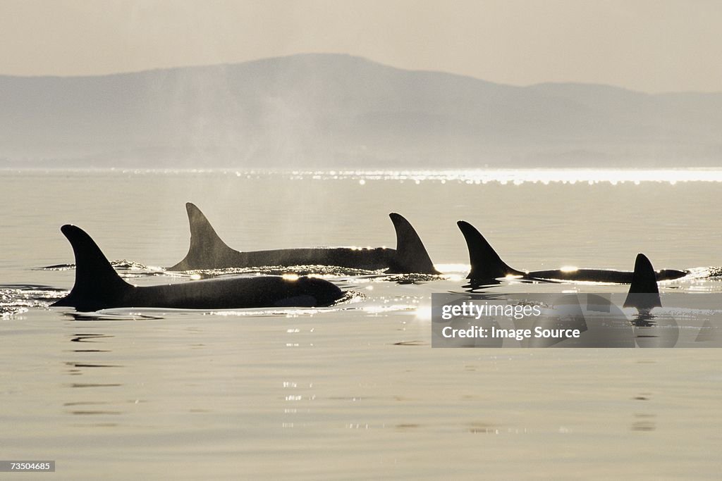 Killer whales surfacing