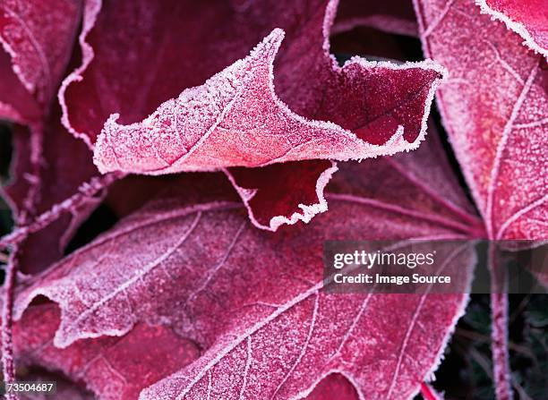 frost on a bigleaf maple leaf - washington park arboretum foto e immagini stock