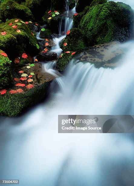 river near proxy falls willamette national forest - willamette national forest stock pictures, royalty-free photos & images