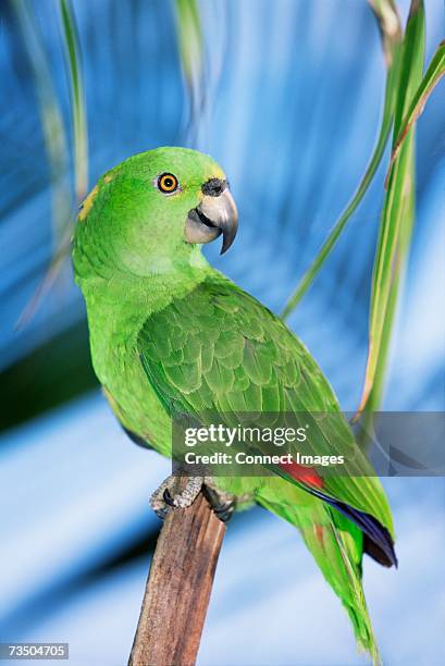 yellow naped amazon parrot - gelbnackenamazone stock-fotos und bilder