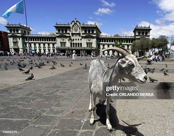 Una cabra permanece en la plaza de La Constitucion, frente al Palacio Nacional de la Cultura en Ciudad de Guatemala, el 06 de marzo de 2007. Oscar...
