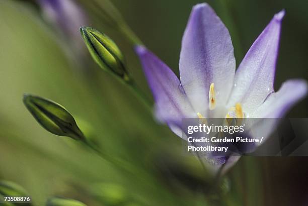 close-up of spring star-flower (triteleia laxa) flower head - laxa stock pictures, royalty-free photos & images