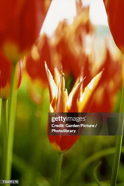 close up of red lily flowered tulip (tulipa aladinn record) flowers in sunlight - lily flowered tulip stockfoto's en -beelden