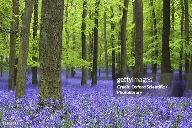 bluebell flowers in woodlands, ashridge estate, hertfordshire, uk, spring - blue flower fotografías e imágenes de stock