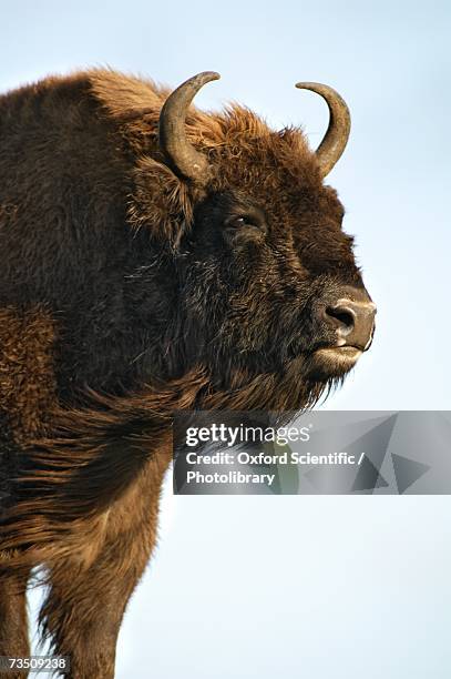 female european bison (bison bonasus) in strong wind, highland wildlife park, aviemore, scotland, uk - kingussie photos et images de collection