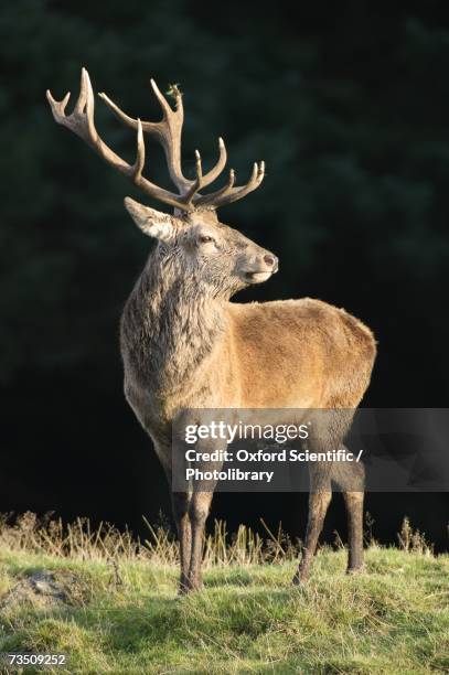 stag in burst of light, highland wildlife park, aviemore, scotland, uk - kingussie stock pictures, royalty-free photos & images