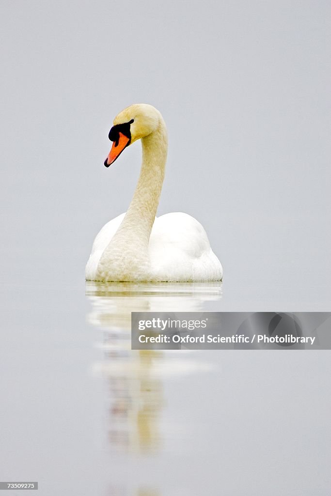 Mute Swan (Cygnus olor) on water in mist, Lac Leman, Switzerland