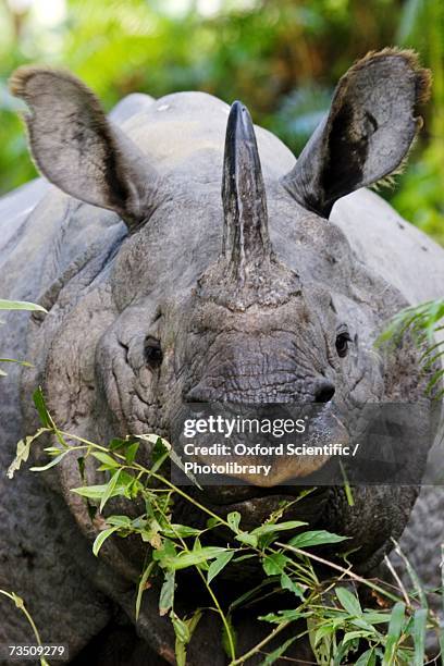 indian rhinoceros (rhinoceros unicornis) close up portrait, kaziranga national park, assam, india - kaziranga national park photos et images de collection