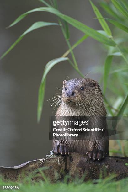 otter (lutra lutra), norfolk, england - 英 ノーフォーク州 ストックフォトと画像