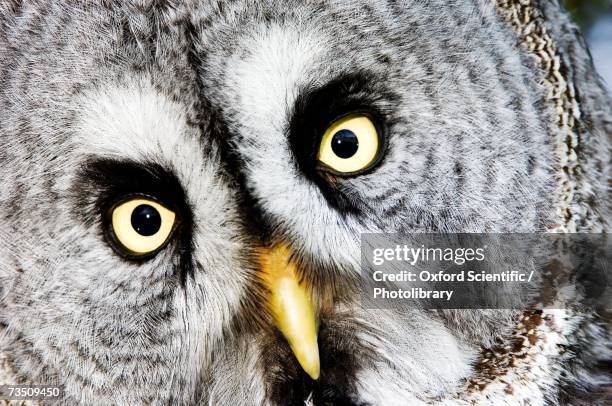 close up portrait of captive adult great grey owl (strix nebulosa), uk - laplanduil stockfoto's en -beelden