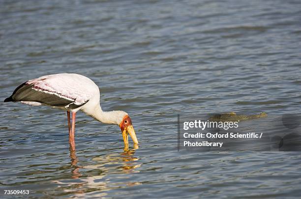 yellow-billed stork (mycteria ibis) fishing with crocodile in water, selous game reserve, tanzania - selous game reserve stockfoto's en -beelden