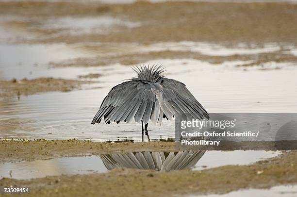 black heron (egretta ardesiaca) fishing, selous game reserve, tanzania - selous game reserve stockfoto's en -beelden