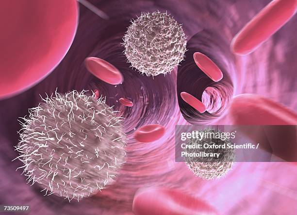 lymphocytes and red blood cells in blood vessel, computer generated image - linfocito fotografías e imágenes de stock