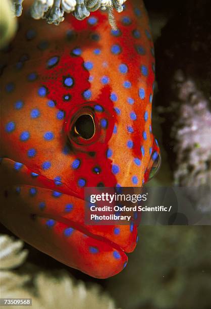 blue spotted coral trout (cephalopholis miniata) - coral hind stock pictures, royalty-free photos & images