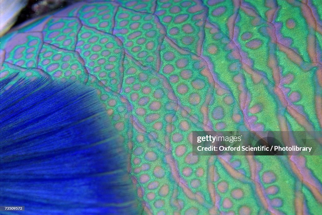 Parrot fish (Cetoscarus bicolor) pectoral fin