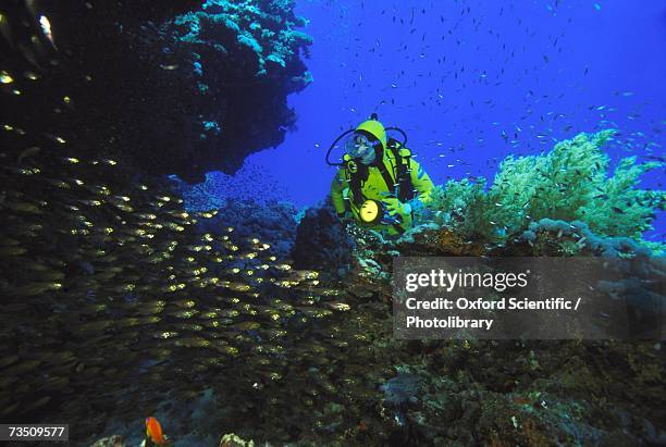 diver with glass fish (parapriacanthus guentheri), ras mohamed, red sea, egypt - parapriacanthus stock-fotos und bilder