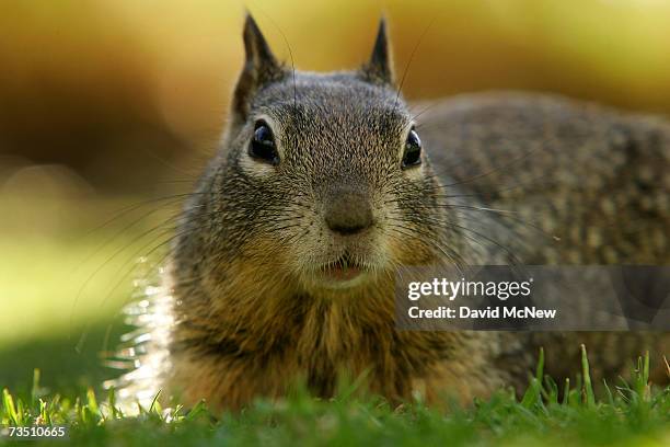 Ground squirrel looks for food at Palisades Park where the city plans to give the squirrels birth control shots to prevent a population boom on March...