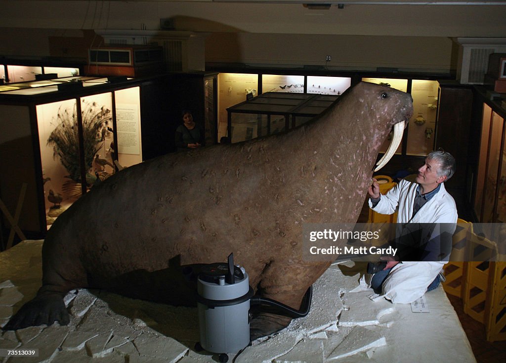 Museum Walrus Given A Spring Clean