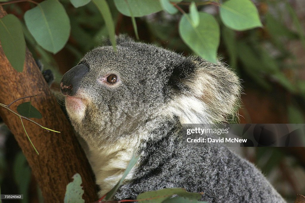 Baby Koalas Make Their Debut At L.A. Zoo