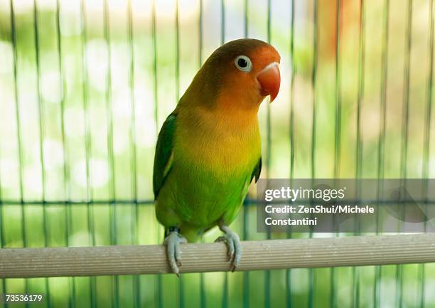 parakeet - wellensittich-sittich stock-fotos und bilder