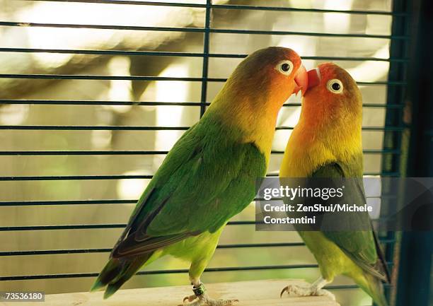 parakeets kissing - birdcage bildbanksfoton och bilder