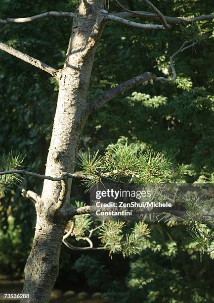 Pog Tree 72 Treebark Stock Photos, High-Res Pictures, and Images - Getty Images