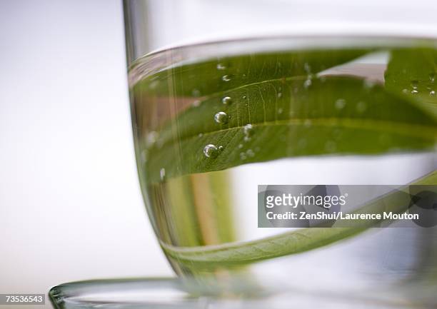 verbena leaves in cup of water - コウスイボク ストックフォトと画像