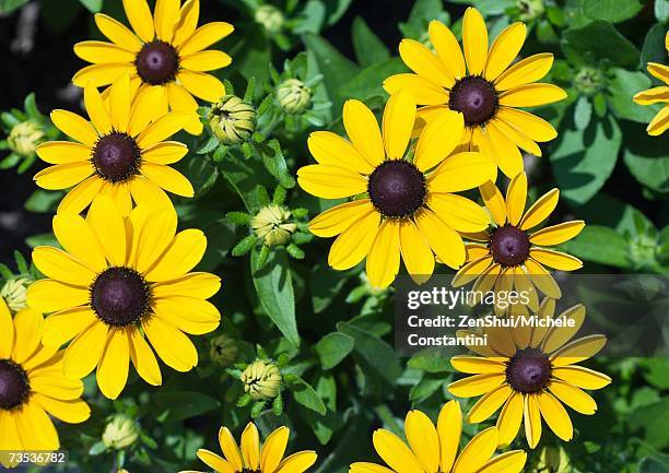 black-eyed susans - black eyed susan stockfoto's en -beelden