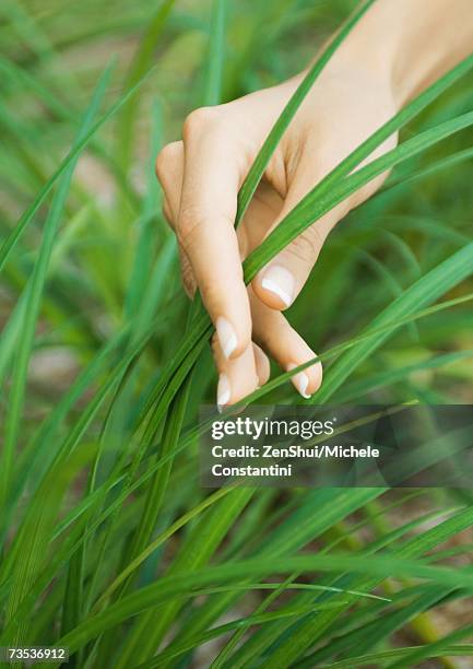 woman's hand touching blades of grass - blades of grass foto e immagini stock