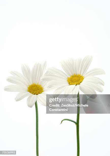 daisies - margarita fotografías e imágenes de stock