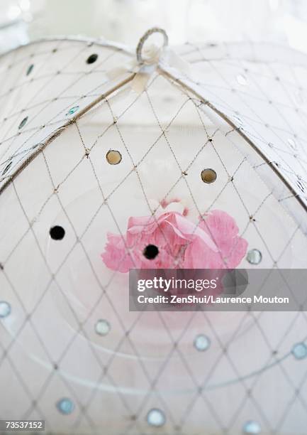 flower under dome - cloche stock pictures, royalty-free photos & images