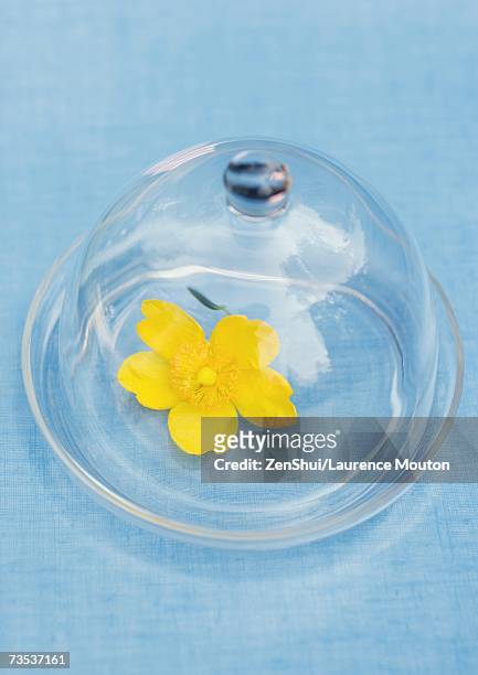 flower under glass dome - domed tray photos et images de collection