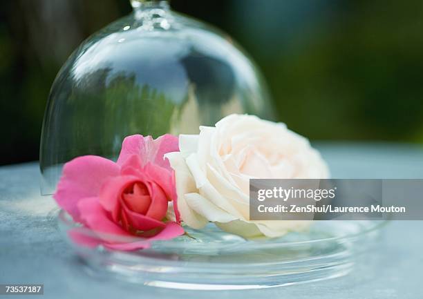 rose blossoms on glass tray - cloche stock pictures, royalty-free photos & images