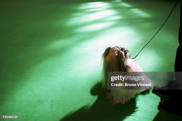 Lhasa Apso is paraded infront of the judge during Crufts International Dog Show at the National Exhibition Centre on March 11, 2007 in Birmingham,...