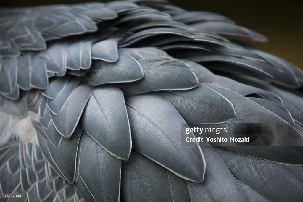 Whale-headed stork (Balaeniceps rex)